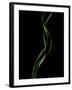 Verse 10E: Ponytail Palm Fronds-Doris Mitsch-Framed Photographic Print