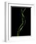 Verse 10E: Ponytail Palm Fronds-Doris Mitsch-Framed Photographic Print