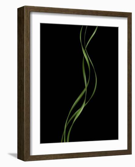 Verse 10E: Ponytail Palm Fronds-Doris Mitsch-Framed Photographic Print