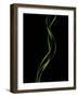 Verse 10E: Ponytail Palm Fronds-Doris Mitsch-Framed Photographic Print