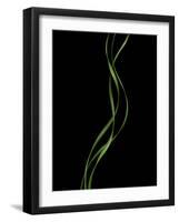 Verse 10E: Ponytail Palm Fronds-Doris Mitsch-Framed Photographic Print