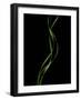 Verse 10E: Ponytail Palm Fronds-Doris Mitsch-Framed Photographic Print