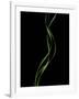 Verse 10E: Ponytail Palm Fronds-Doris Mitsch-Framed Photographic Print