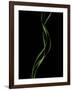 Verse 10E: Ponytail Palm Fronds-Doris Mitsch-Framed Photographic Print