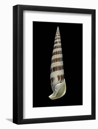 Vertagus Fasciatus-Paul Starosta-Framed Photographic Print