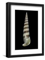 Vertagus Fasciatus-Paul Starosta-Framed Photographic Print