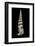 Vertagus Fasciatus-Paul Starosta-Framed Photographic Print