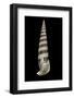 Vertagus Fasciatus-Paul Starosta-Framed Photographic Print