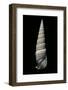 Vertagus Fasciatus-Paul Starosta-Framed Photographic Print