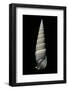 Vertagus Fasciatus-Paul Starosta-Framed Photographic Print