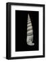 Vertagus Fasciatus-Paul Starosta-Framed Photographic Print