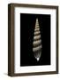 Vertagus Fasciatus-Paul Starosta-Framed Photographic Print