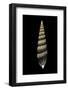 Vertagus Fasciatus-Paul Starosta-Framed Photographic Print