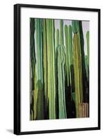 Vertical Candelabro Cactus in Oaxaca, 2003-Pedro Diego Alvarado-Framed Giclee Print