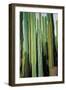 Vertical Candelabro Cactus in Oaxaca, 2003-Pedro Diego Alvarado-Framed Giclee Print