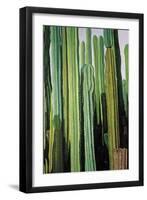 Vertical Candelabro Cactus in Oaxaca, 2003-Pedro Diego Alvarado-Framed Giclee Print