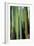 Vertical Candelabro Cactus in Oaxaca, 2003-Pedro Diego Alvarado-Framed Giclee Print