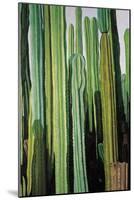 Vertical Candelabro Cactus in Oaxaca, 2003-Pedro Diego Alvarado-Mounted Giclee Print