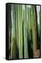 Vertical Candelabro Cactus in Oaxaca, 2003-Pedro Diego Alvarado-Framed Stretched Canvas