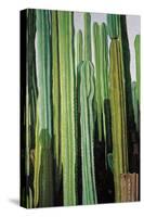 Vertical Candelabro Cactus in Oaxaca, 2003-Pedro Diego Alvarado-Stretched Canvas