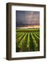 Vertical Panorama of Vineyard at Sunset in Niagara Peninsula, Ontario, Canada.-elenathewise-Framed Photographic Print