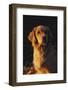 Vertical Portrait of Golden Retriever in Late Afternoon Light, Northern Illinois, USA-Lynn M^ Stone-Framed Photographic Print
