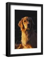 Vertical Portrait of Golden Retriever in Late Afternoon Light, Northern Illinois, USA-Lynn M^ Stone-Framed Photographic Print