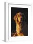 Vertical Portrait of Golden Retriever in Late Afternoon Light, Northern Illinois, USA-Lynn M^ Stone-Framed Photographic Print