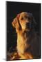 Vertical Portrait of Golden Retriever in Late Afternoon Light, Northern Illinois, USA-Lynn M^ Stone-Mounted Photographic Print