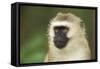 Vervet Monkey Adult Male Portait-null-Framed Stretched Canvas