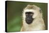 Vervet Monkey Adult Male Portait-null-Stretched Canvas