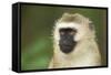 Vervet Monkey Adult Male Portait-null-Framed Stretched Canvas