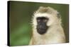 Vervet Monkey Adult Male Portait-null-Stretched Canvas