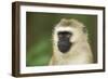 Vervet Monkey Adult Male Portait-null-Framed Photographic Print