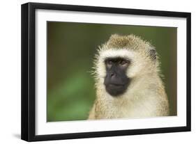 Vervet Monkey Adult Male Portait-null-Framed Photographic Print