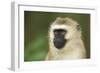 Vervet Monkey Adult Male Portait-null-Framed Photographic Print