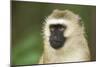 Vervet Monkey Adult Male Portait-null-Mounted Photographic Print