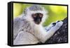 Vervet monkey , Augrabies Falls Nat'l Park, Northern Cape, South Africa, Africa-Christian Kober-Framed Stretched Canvas