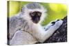 Vervet monkey , Augrabies Falls Nat'l Park, Northern Cape, South Africa, Africa-Christian Kober-Stretched Canvas