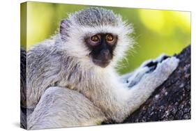 Vervet monkey , Augrabies Falls Nat'l Park, Northern Cape, South Africa, Africa-Christian Kober-Stretched Canvas