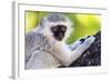 Vervet monkey , Augrabies Falls Nat'l Park, Northern Cape, South Africa, Africa-Christian Kober-Framed Photographic Print