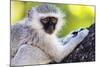 Vervet monkey , Augrabies Falls Nat'l Park, Northern Cape, South Africa, Africa-Christian Kober-Mounted Photographic Print