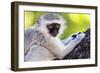 Vervet monkey , Augrabies Falls Nat'l Park, Northern Cape, South Africa, Africa-Christian Kober-Framed Photographic Print