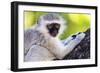 Vervet monkey , Augrabies Falls Nat'l Park, Northern Cape, South Africa, Africa-Christian Kober-Framed Photographic Print