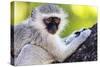 Vervet monkey , Augrabies Falls Nat'l Park, Northern Cape, South Africa, Africa-Christian Kober-Stretched Canvas