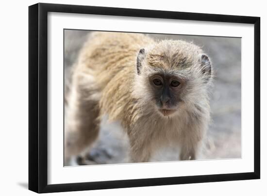 Vervet Monkey (Cercopithecus Aethiops), Chobe National Park, Botswana, Africa-Sergio Pitamitz-Framed Photographic Print