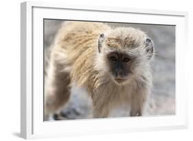 Vervet Monkey (Cercopithecus Aethiops), Chobe National Park, Botswana, Africa-Sergio Pitamitz-Framed Photographic Print