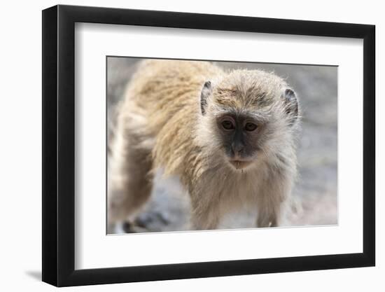 Vervet Monkey (Cercopithecus Aethiops), Chobe National Park, Botswana, Africa-Sergio Pitamitz-Framed Photographic Print