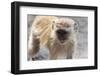 Vervet Monkey (Cercopithecus Aethiops), Chobe National Park, Botswana, Africa-Sergio Pitamitz-Framed Photographic Print