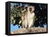 Vervet Monkey (Cercopithecus Aethiops), Kruger National Park, South Africa, Africa-Steve & Ann Toon-Framed Stretched Canvas